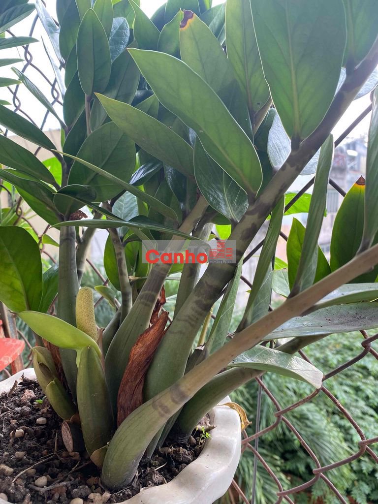 Chung cư Nhiêu Lộc C. Căn góc dt 73m2 ,sổ hồng riêng lâu dài