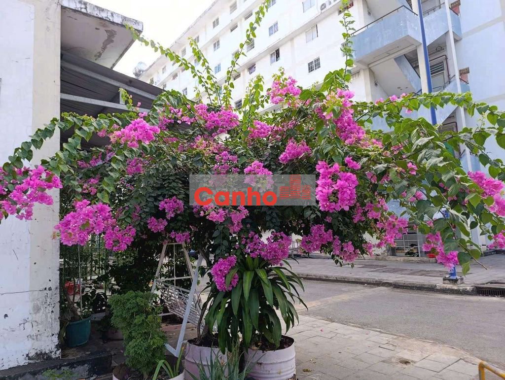 Kẹt lắm , nhà tp hcm, lầu 2 góp xong :200 triệu. Toàn quốc mua được