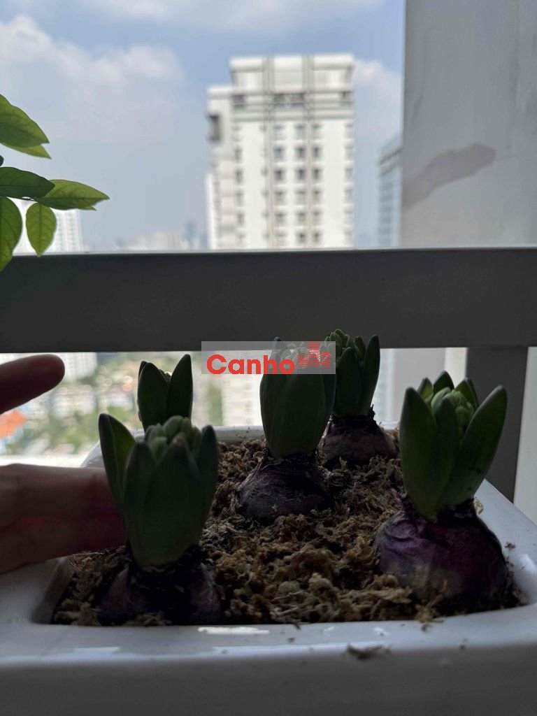 Bán căn hộ chung cư